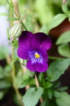 Viola cornuta - violettes Hornveilchen