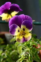 Viola cornuta - violett-gelbes Hornveilchen
