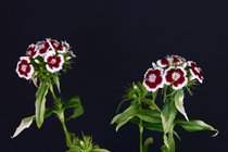Dianthus barbatus - Bartnelke