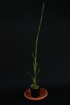 Dianthus armeria - rauhe Nelke
