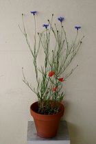 Centaurea cyanus und Papaver rhoeas - Kornblume und Klatschmohn