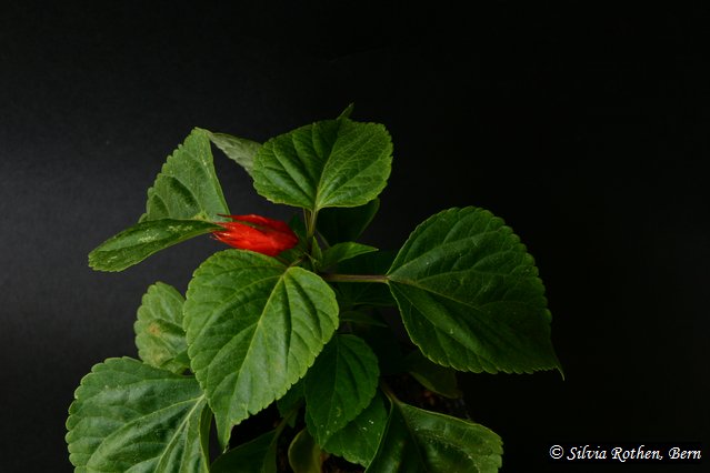 Salvia splendens - Feuersalbei