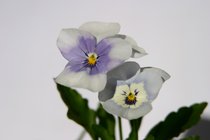 Viola cornuta - Hornveilchen-Bastarde