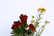 Erysimum cheiri - Goldlack in Orange und Rot
