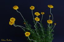 Färberkamille - Anthemis tinctoria