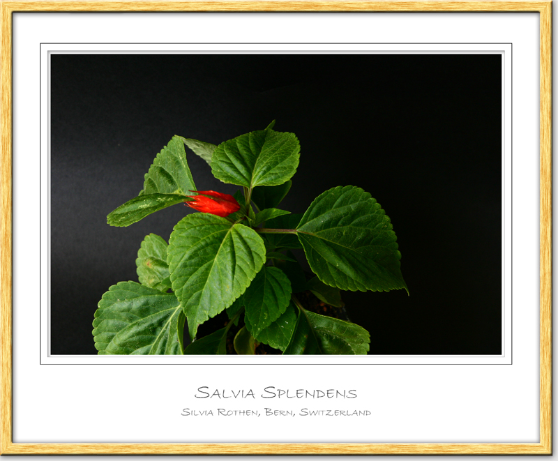 Salvia splendens - Feuersalbei - Scarlet Sage