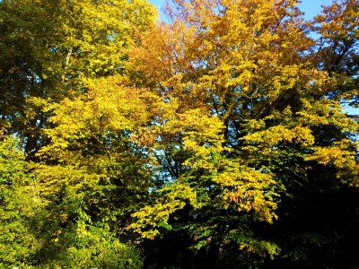Goldenes Herbstlaub - Silvia Rothen - 23.10.2012 16:56