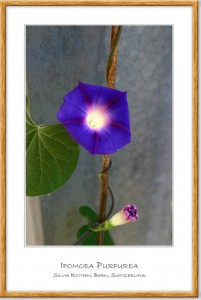Ipomoea Purpurea - Trichterwinde violett - Purple Morning Glory