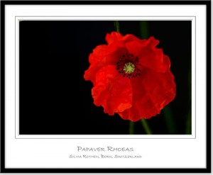 Papaver Rhoeas - Klatschmohn - Red Poppy