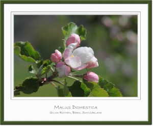 Malus domestica - Apfelblüte - Apple blossom