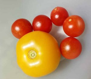Tomatenvielfalt vom Balkongarten