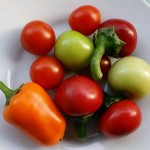 Ernte vom Naschbalkon: Cherry-Tomaten, Chili, Tomatillo und Mini-Paprika