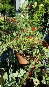 Erdbeerspinat auf Balkon im Topf